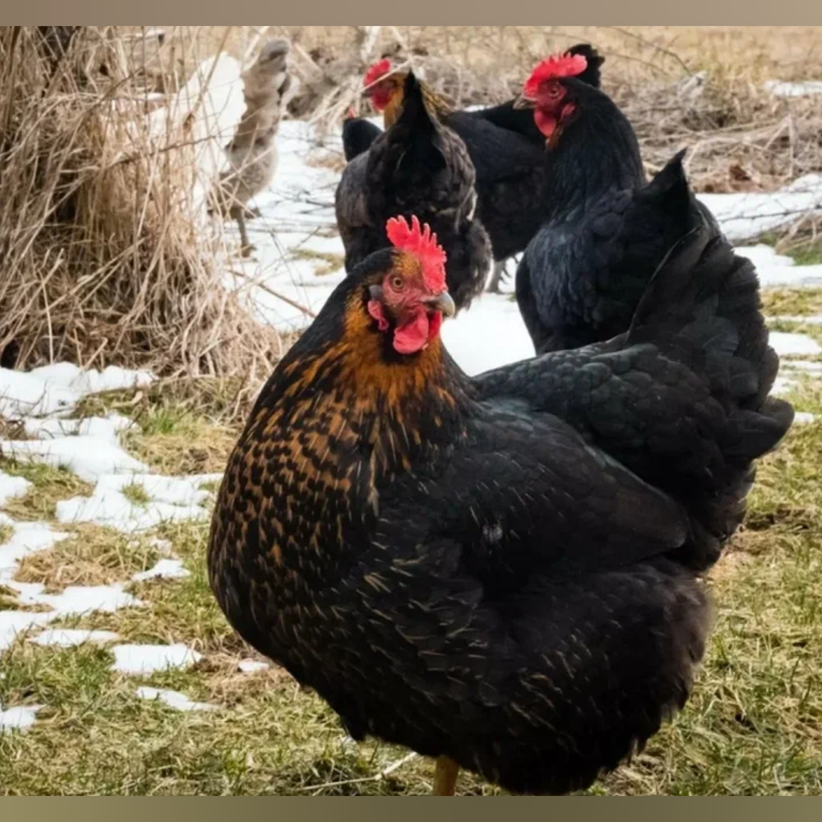 Московская чёрная порода кур | Птички дзержинск | Дзен