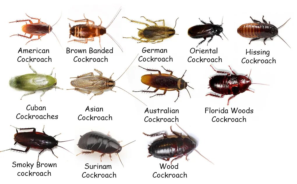 Распространённые виды домашних тараканов в России