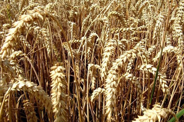 Фото: freeimages.com