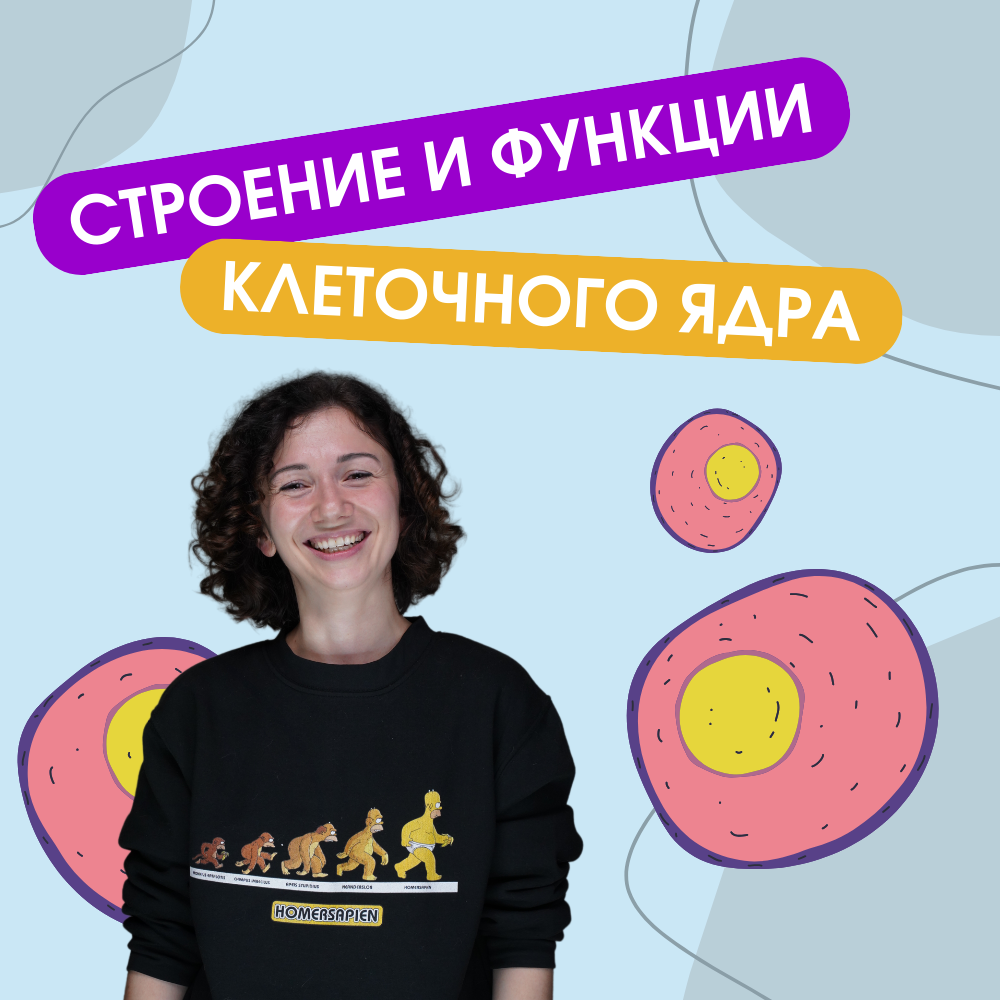 Строение и функции клеточного ядра