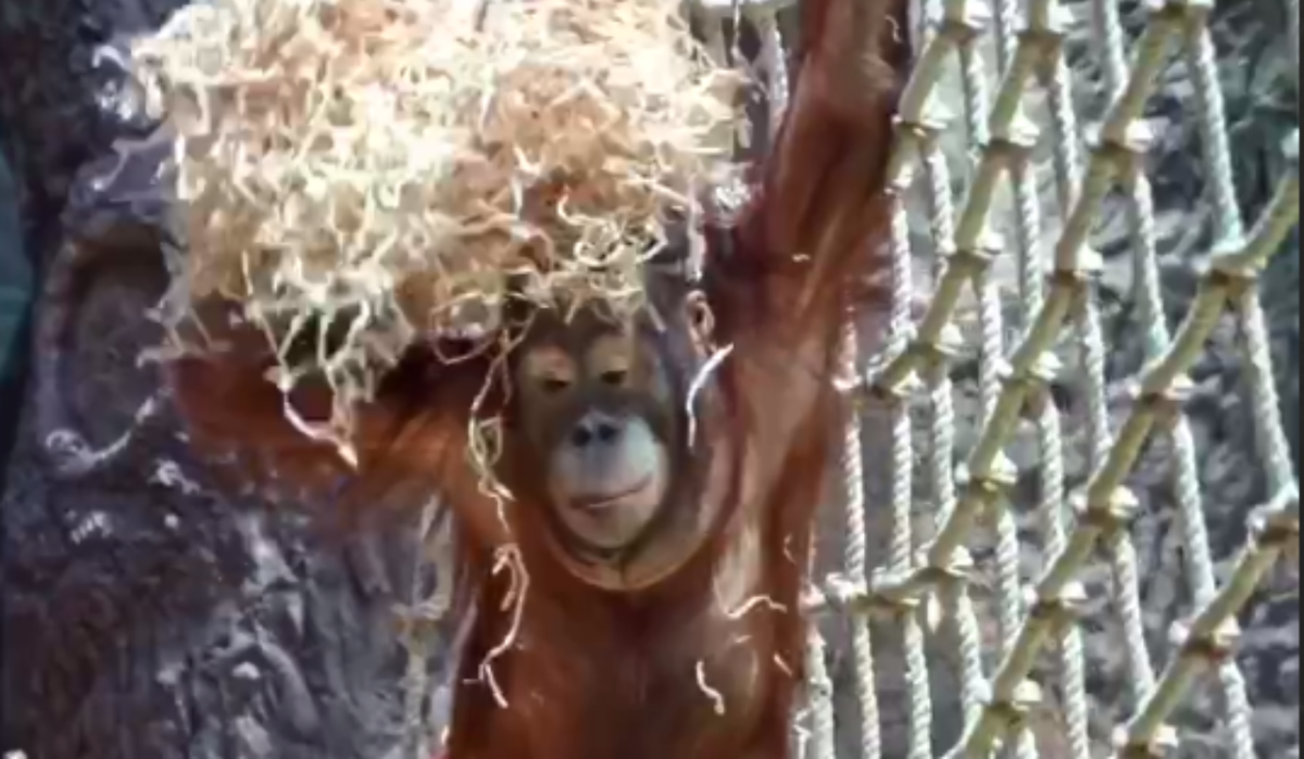     Малыш Джелай. Источник: t.me/svetlanaakulova1 Автор фото: Скриншот видео