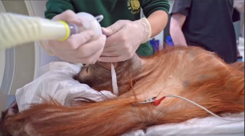 Малыш Джелай заболел Источник: t.me/Moscowzoo_official Автор фото: Скриншот видео📷
