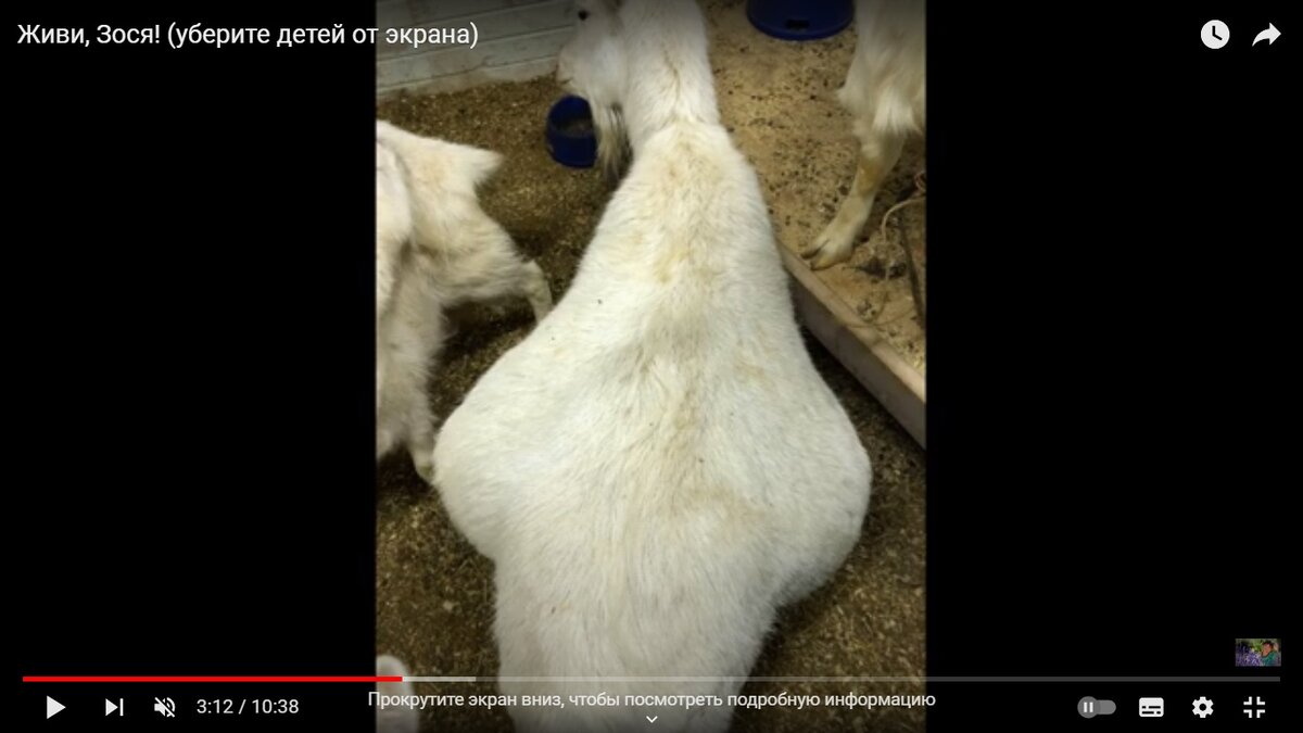 Я просто сделала скрины со своего видео на Ютубе. Фото отдельно остались на сгоревшем жёстком диске.