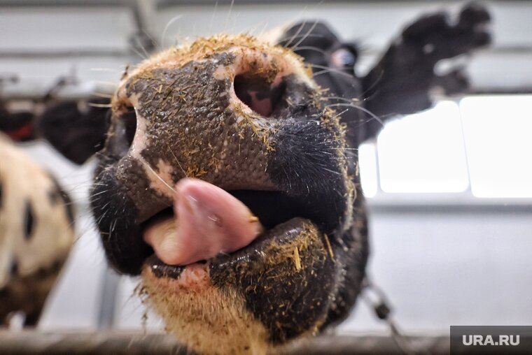    Корову вор продал неизвестному мужчине