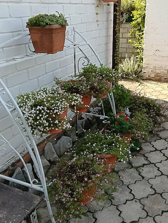 Так грустно выглядела стойка с горшками этим летом