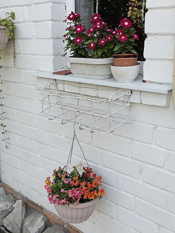 Немного веселее, но тоже "не фонтан". Пересадила самосев катарантуса в разномастную тару.