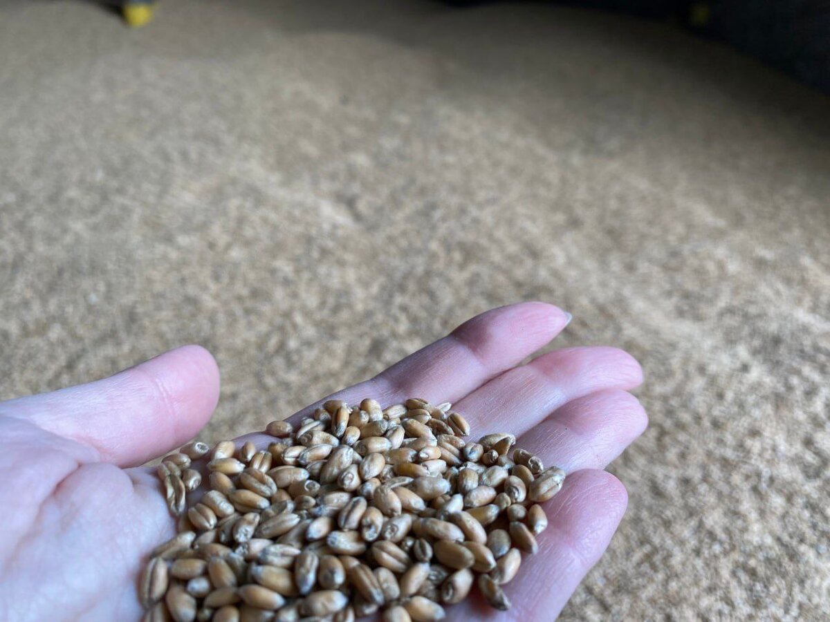    В 2023 году в Курской области было собрано 2,9 млн мягкой пшеницы