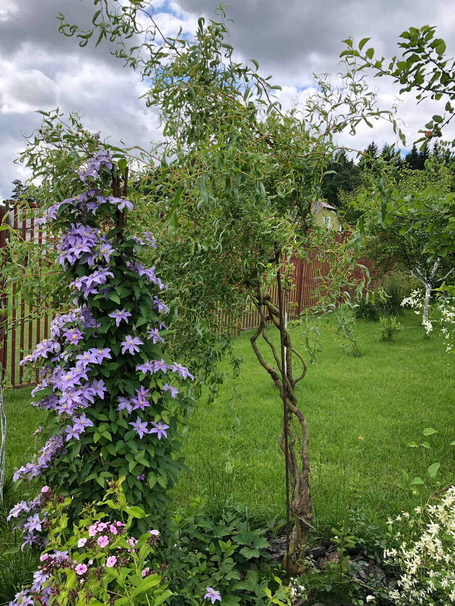 Клематис на опоре из арматуры, связанной между собой верёвкой вверху. Виден ли металл, виден, но не бросается в глаза