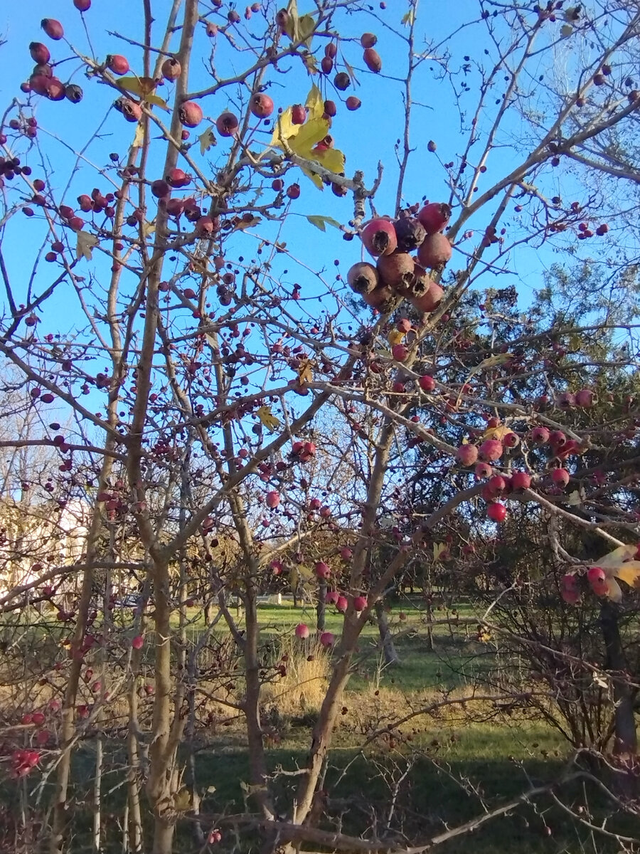 Сегодня утром в Коктебеле. Фото автора канала