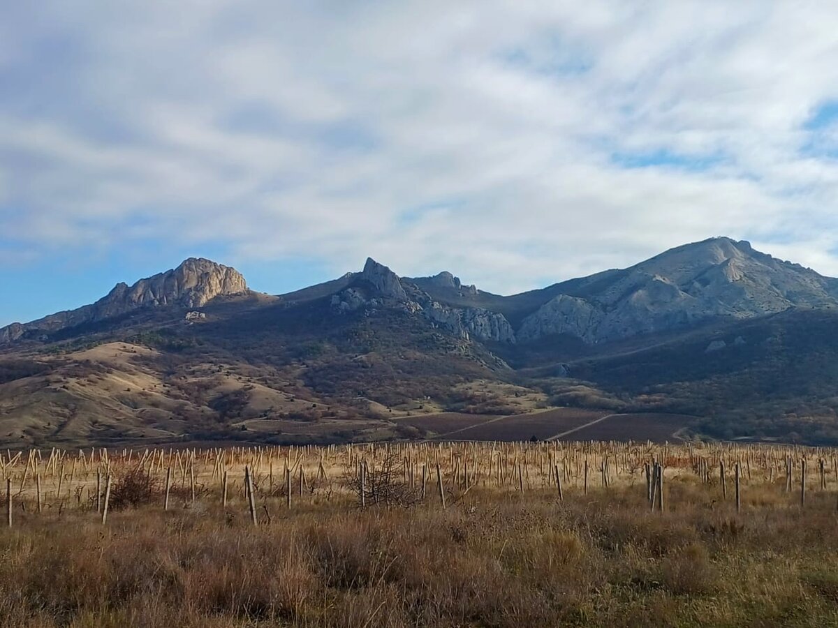 Вид на горы и виноградники. Сегодня утром. Фото автора канала