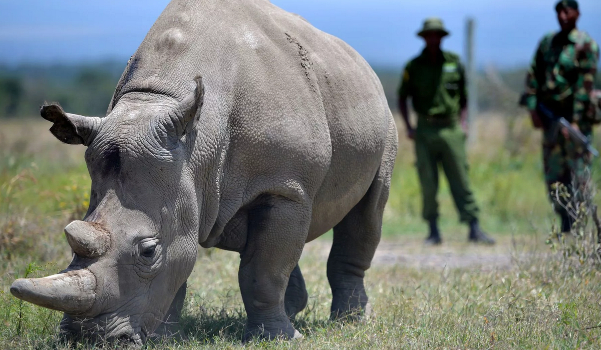 яванский носорог. носорог в австралии. носороги в дикой природе. носорожек или носорожик. носорог в природе.