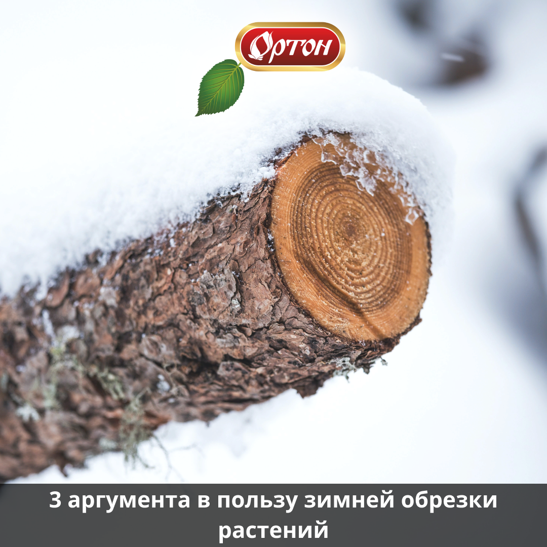 Идеальное время для обрезки в саду | ОРТОН. Профессиональная забота об ...