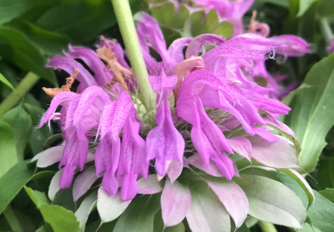 Монарда violacea