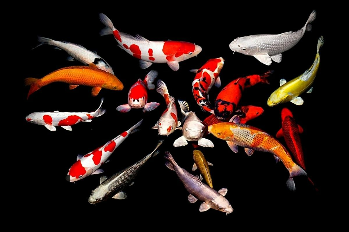 карпы кои. карпы кои. японский вуалевый карп - кои. карпы кои. карпы кои терри жилецки.