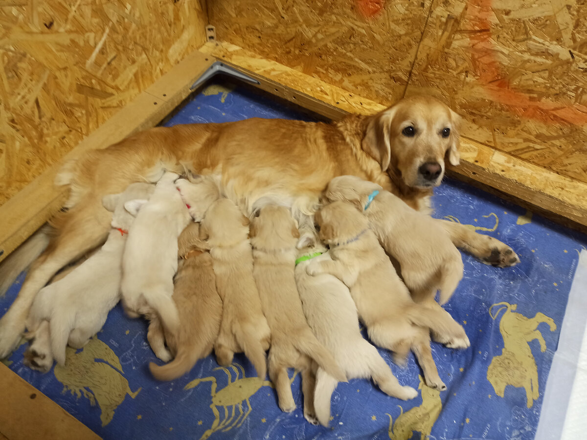 Ляля со своим растущим потомством