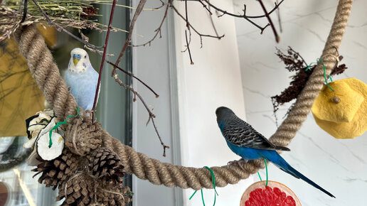 7 декоративных птичек, идеальных для начинающих птицеводов: как выбрать и ухаживать