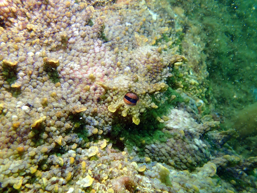 Пусть угрюмые осьминоги и любят скромные тона, когда надо, они и в маскировке мастаки.