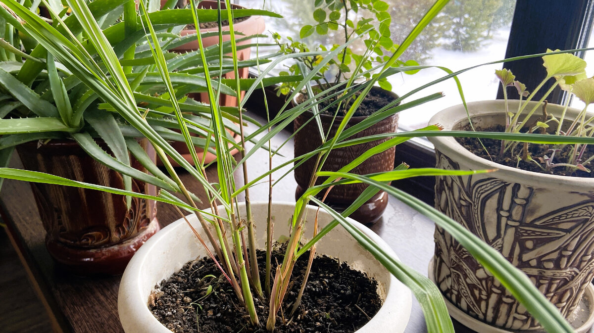 Зимовка на подоконнике - это временно!