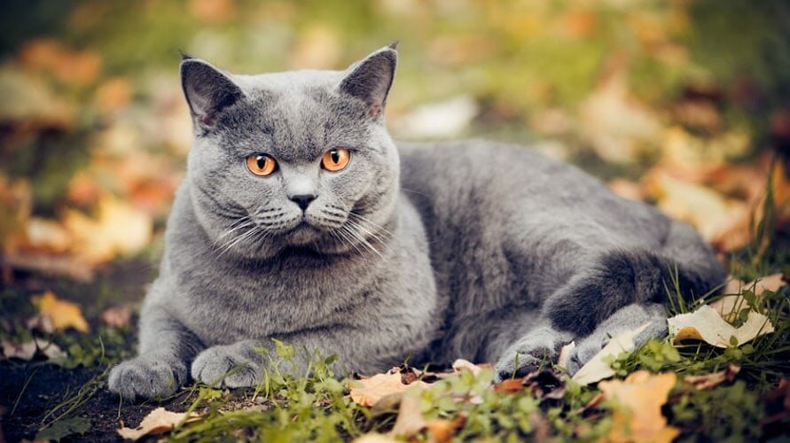 Кошки стали домашними любимцами много тысячелетий назад — ученые полагают, что с момента их приручения прошло не менее 10 тысяч лет. Изначально маленькие хищники были просто полезны человеку – тем, что избавляли зернохранилища от мышей и крыс. А в дальнейшем оказалось, что общение с кошкой, и даже просто ее присутствие в доме дарит незабываемый уют и позитив. Сегодня домашняя кошка представлена огромным числом пород, каждая из которых имеет уникальные особенности. Беспородного котенка можно получить бесплатно, однако породистые представители кошачьих могут обойтись в существенную сумму денег. Насколько дорогими могут быть породистые котята, какие из них оказываются наиболее ценными? Чтобы ответить на данный вопрос, необходимо просмотреть предложения современного рынка.