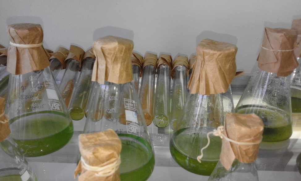 Это микроводоросли зеленые, которые культивируются в колбах и под определенным светом в 4500 люкс.