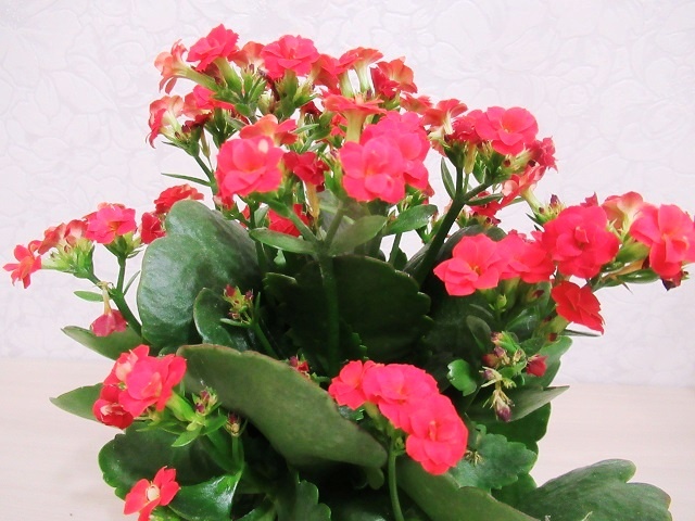 Каланхоэ цветущее: как ухаживать и что делать с растением после цветения