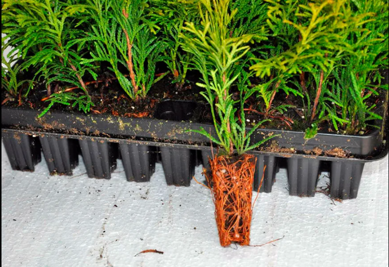 Почему зимой черенкование туи всегда более успешно и как это сделать проще