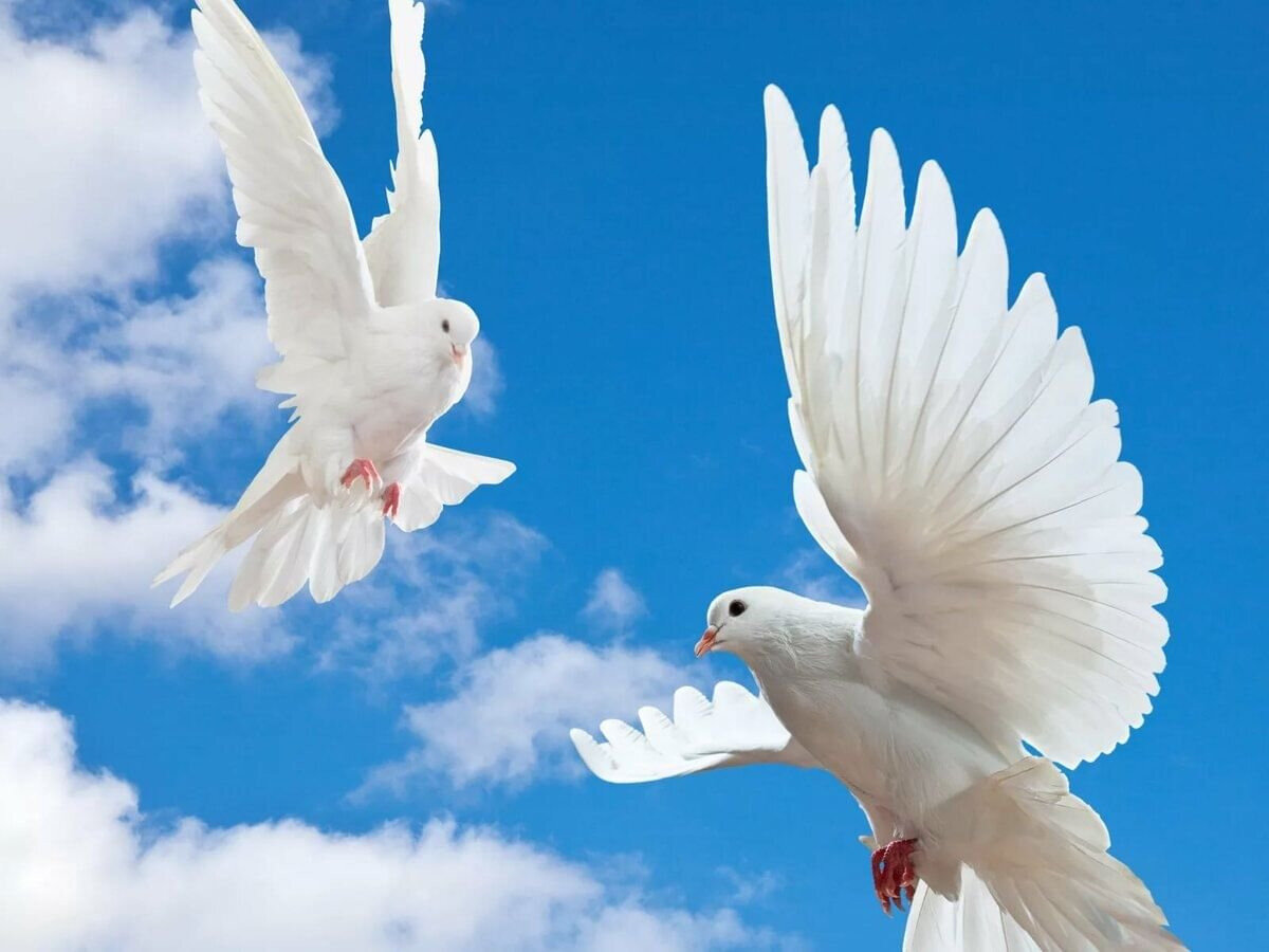 фото из открытого источника.