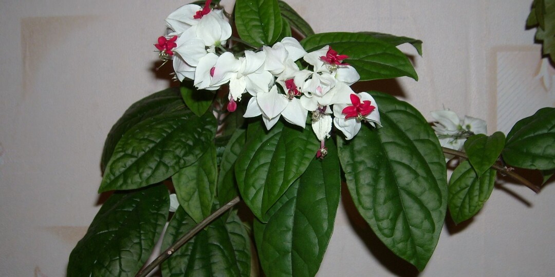 Дерево судьбы или клеродендрум госпожи Томпсон – кусочек ярких тропических джунглей на подоконнике