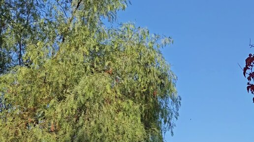 Туркиш пипл и Папа Юсуф | Вот началась зима в Анталии | Дзен