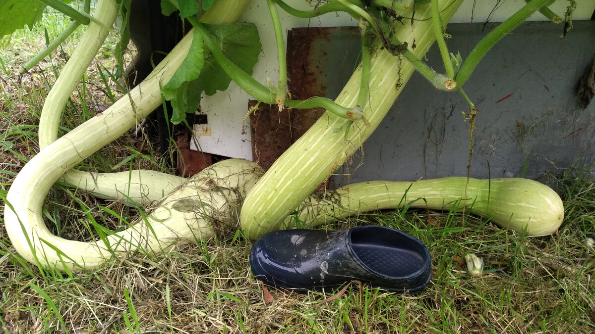 тыква в конце августа