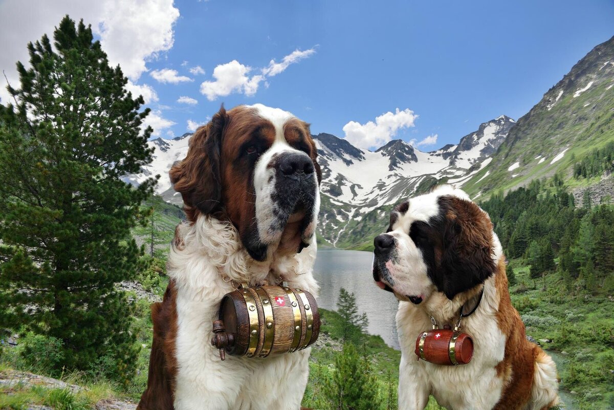 Собака с бочонком. Сенбернар собака спасатель. Сенбернар спасатель с бочонком. Сенбернар собака спасатель. Шотландский сенбернар.