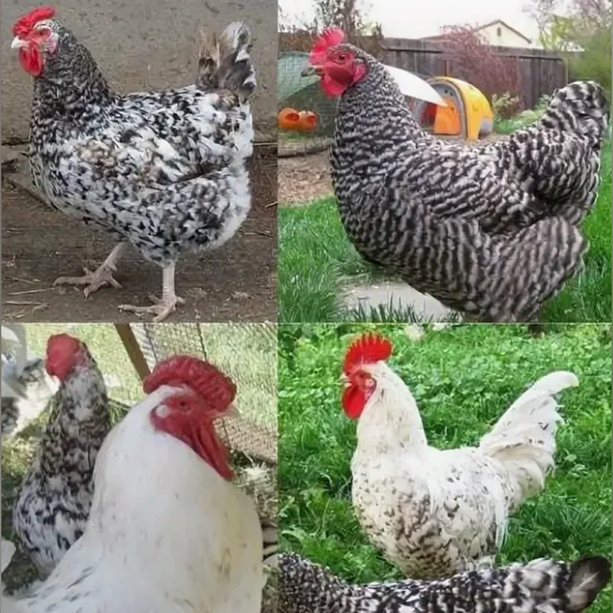 Рябые породы кур