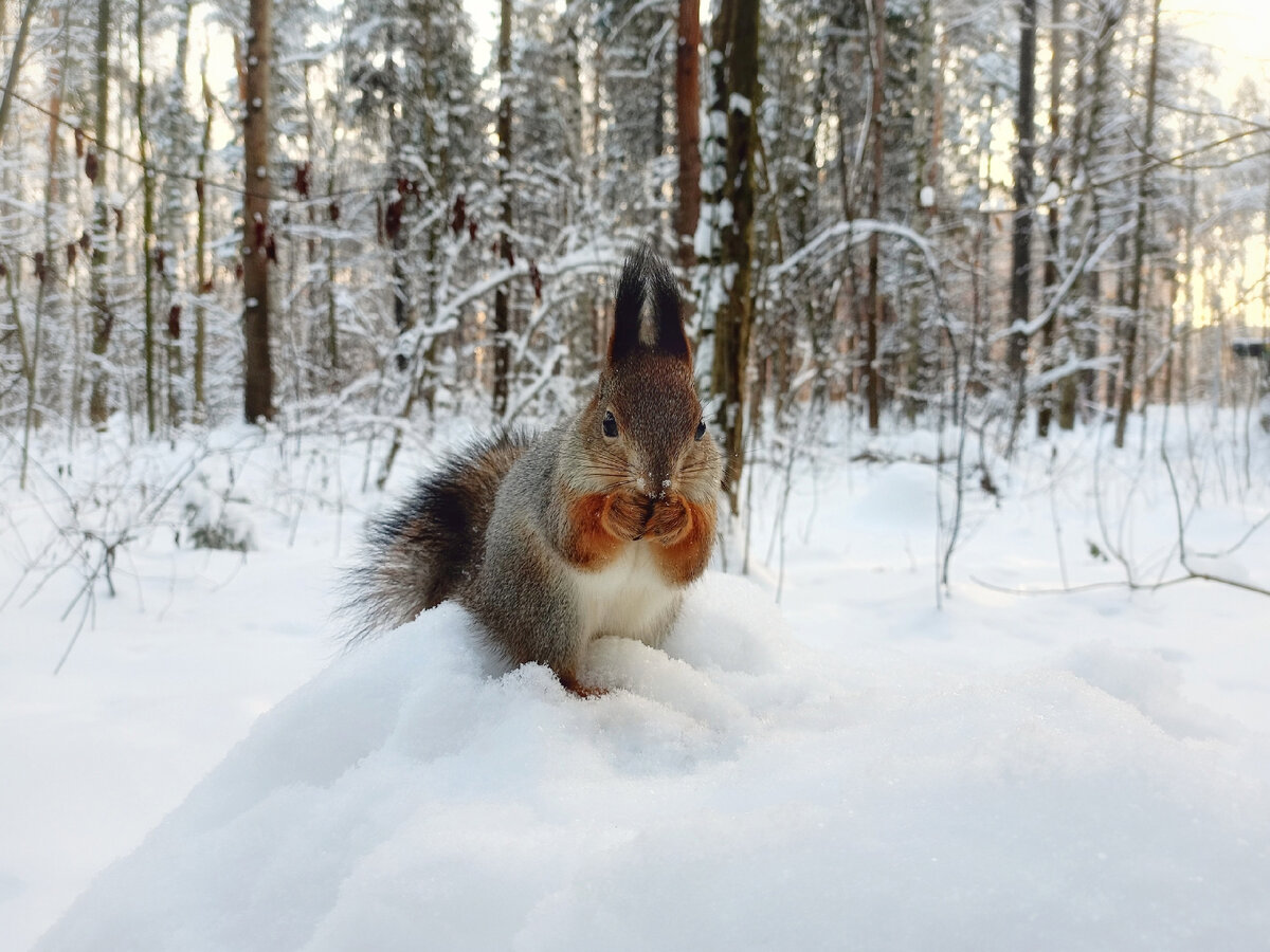белочка орешки грызет
