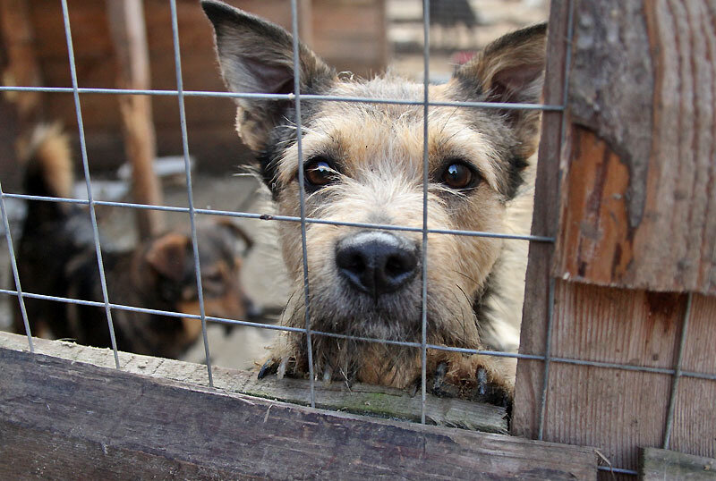Лучший друг приют для собак тюмень. Собачий приют. Приют для собак в ставрополе. Лучший друг приют для животных. Приют для бездомных животных в москве.