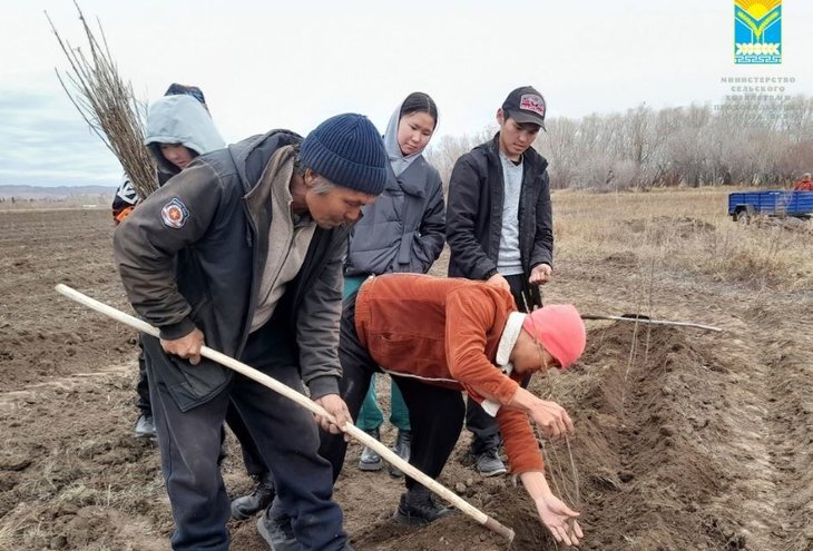    Северное садоводство в Тыве начинается с малины и облепихи