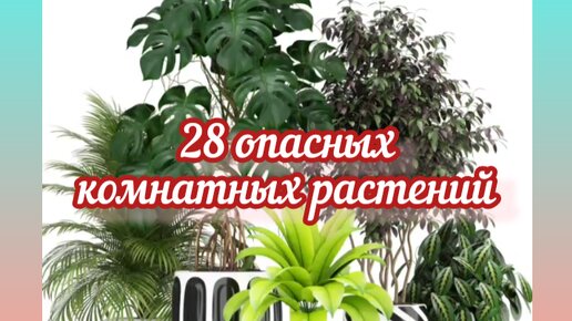 20 самых опасных комнатных растений Денежное растение, Тенелюбивые растения, Ком