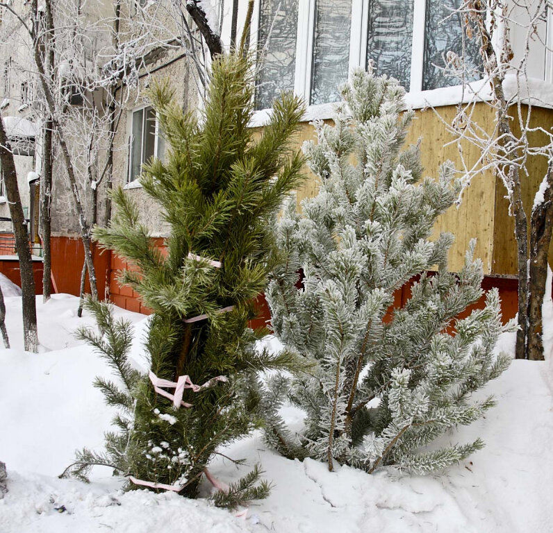    Сургутяне могут остаться без живых елок на Новый год