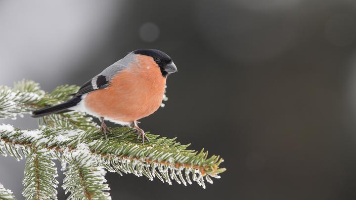 ФОТО: CHRISTOF STEIRER/IMAGEBROKER.COM/GLOBALLOOKPRESS