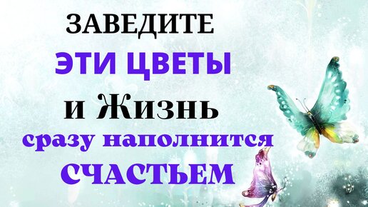 Video herunterladen: Вы сразу забудете про беды и несчастья, когда заведёте этот цветок