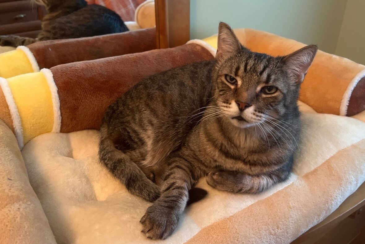 Коша на диванчике