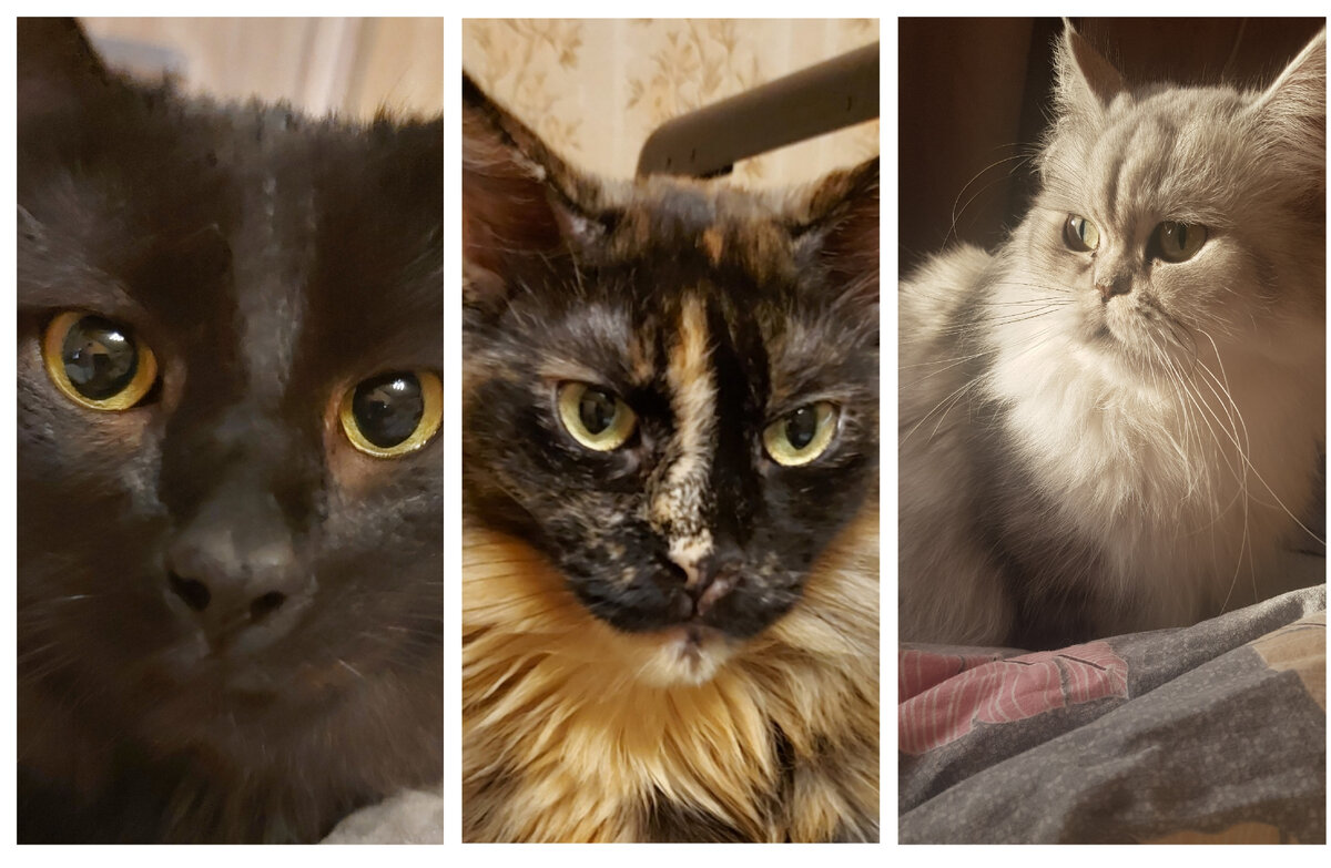 Моё кото семейство: Филя, Боня и Лаки