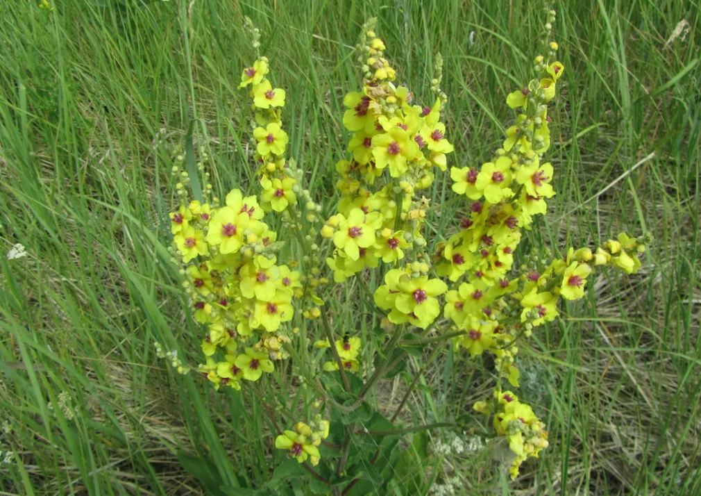 Коровяк Verbascum Honey Dijon