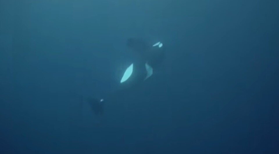   Pierre, the Orca Whisperer / Facebook*