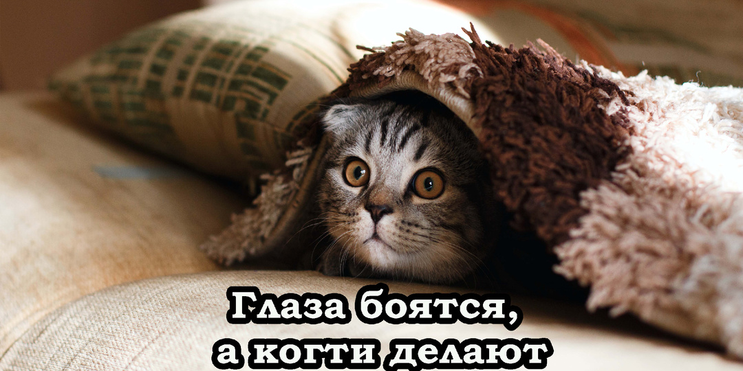 10 кошачьих пословиц, которые покорят сердечко каждого кошатника