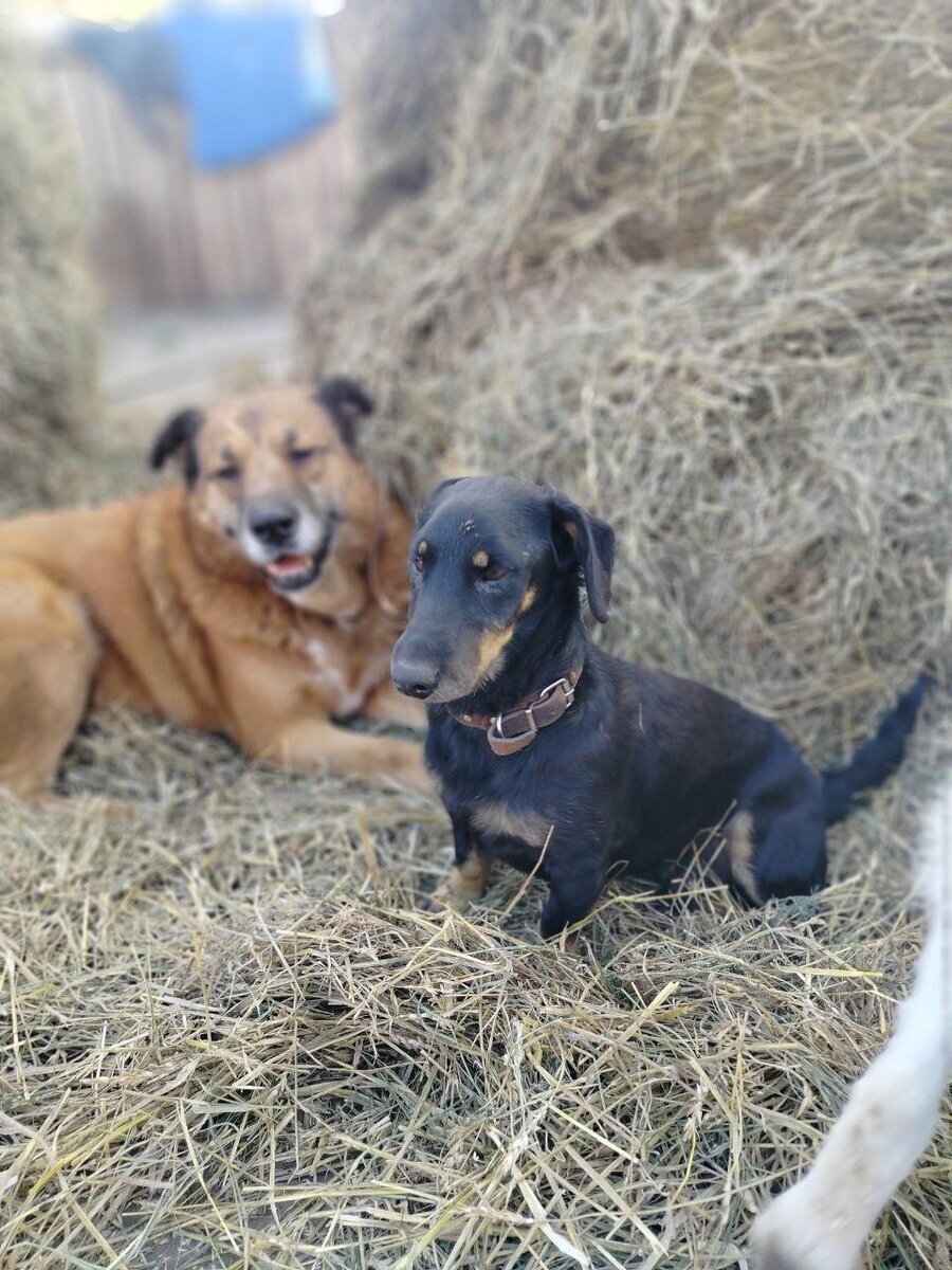 Собаки приюта Ананда, г. Улан-Удэ, Бурятия. Фотография с канала "Эпицентр добра"