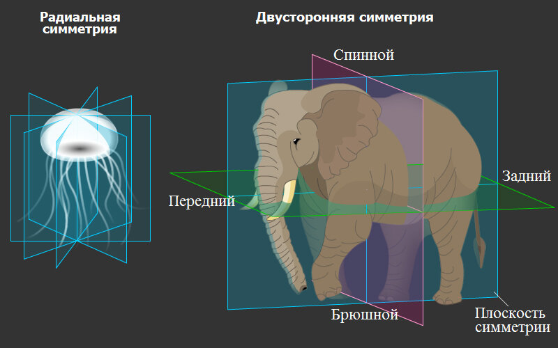 Билатеральная симметрия у плоских червей. Плоские черви билатеральная симметрия. Двусторонняя симметрия впервые появляется у. Двусторонняя симметрия впервые появляется у. Двусторонняя симметрия впервые появляется у.