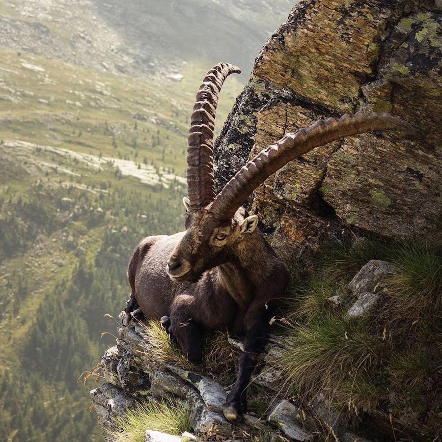 Прилёг отдохнуть (gagaru.club)