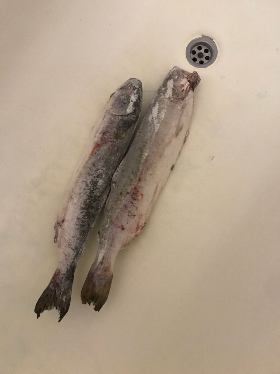 две горбуши