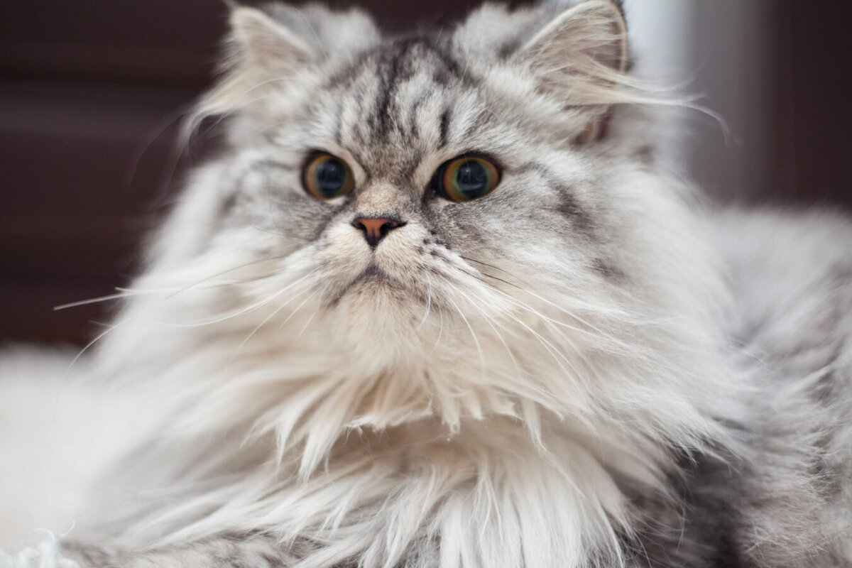     Что можно сделать из кошачьей шерсти: отличный способ применить вездесущий пух