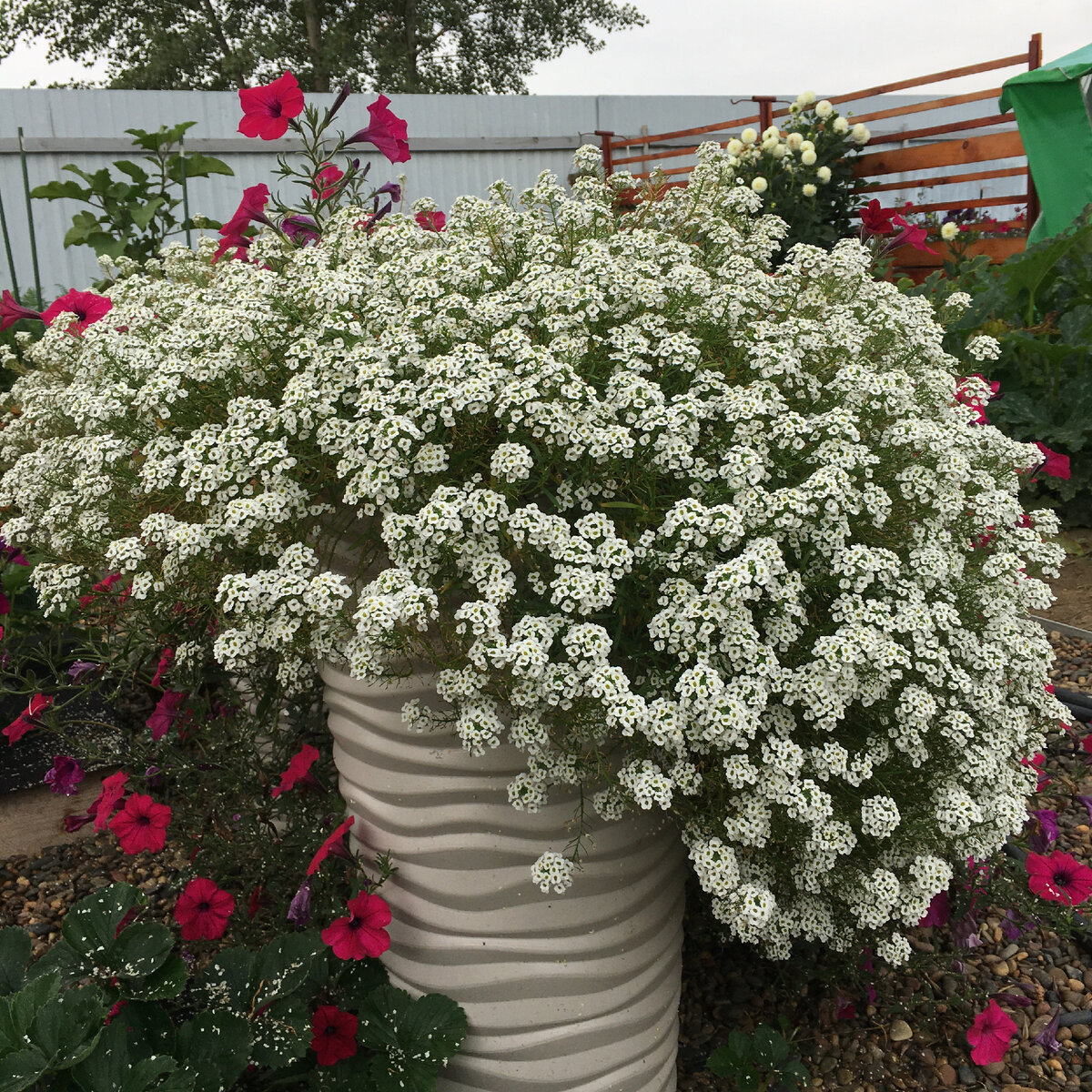 Взрослый алиссум летом